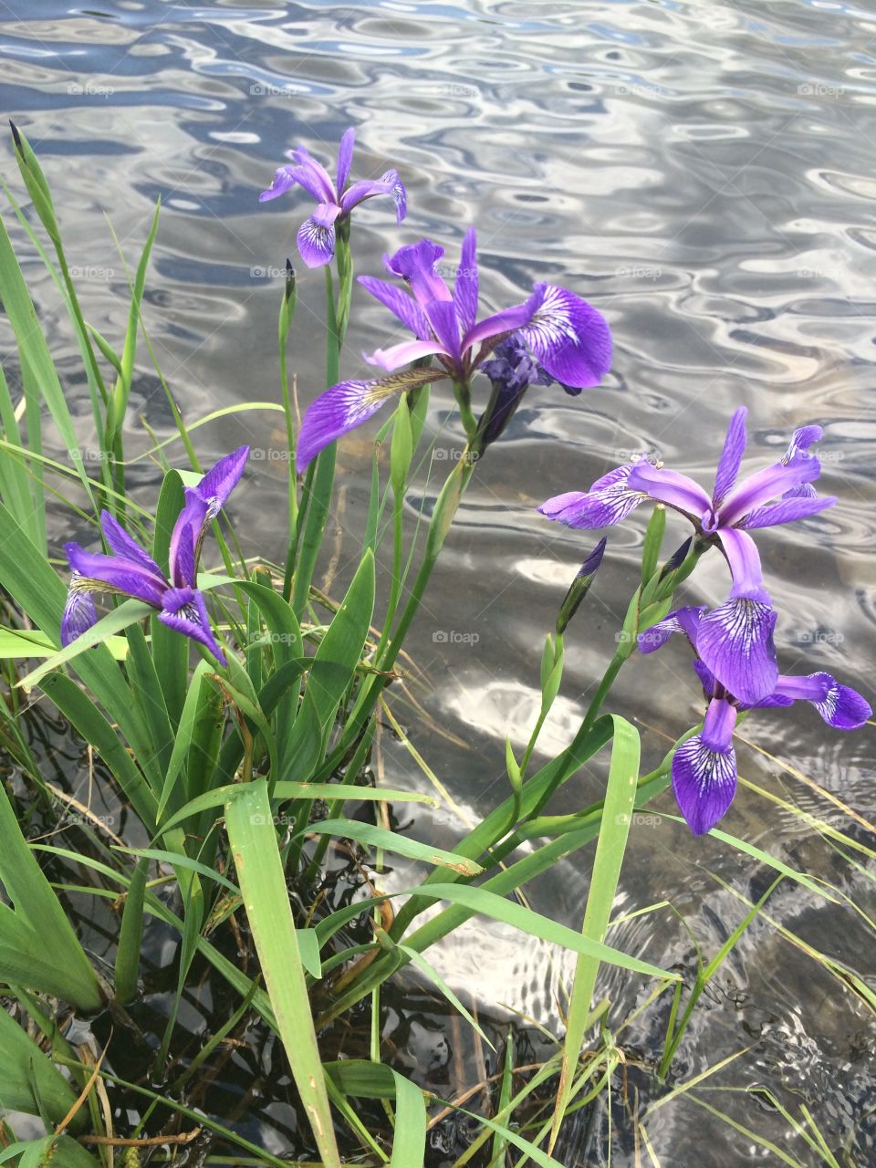 Purple flower . Flower at pond
