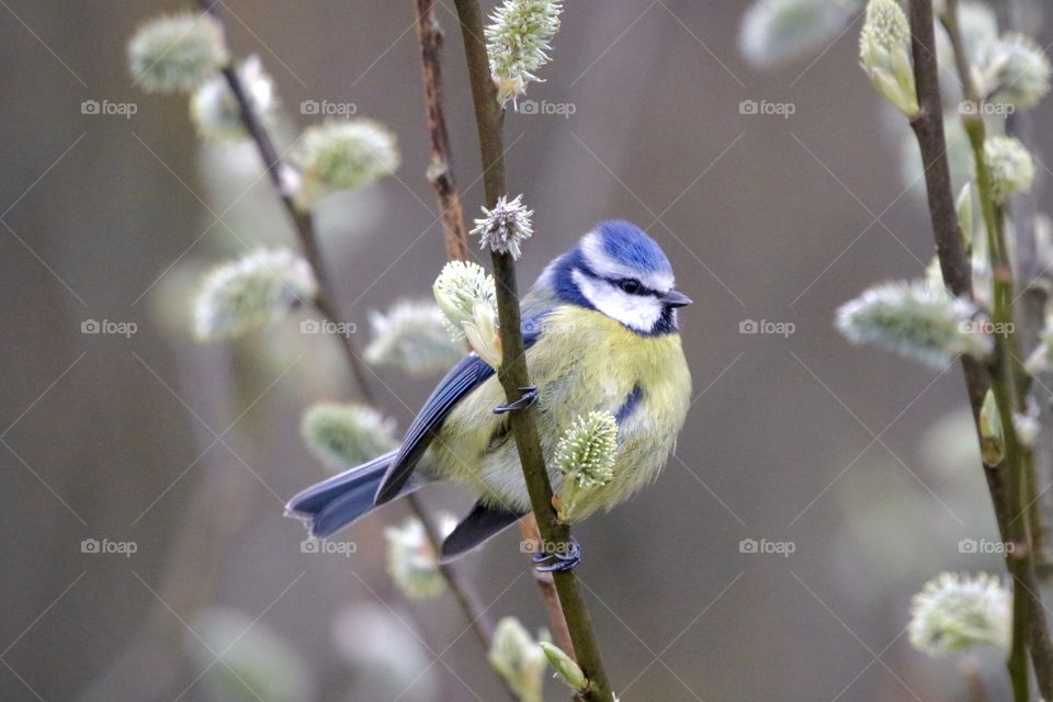 Blue Tit 