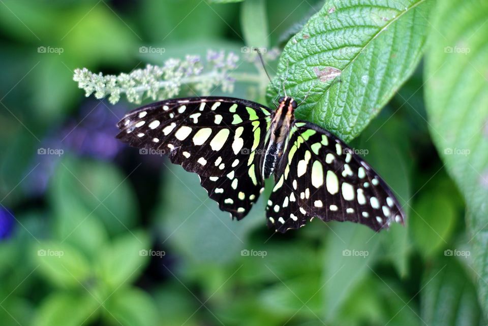 Butterfly on leaf