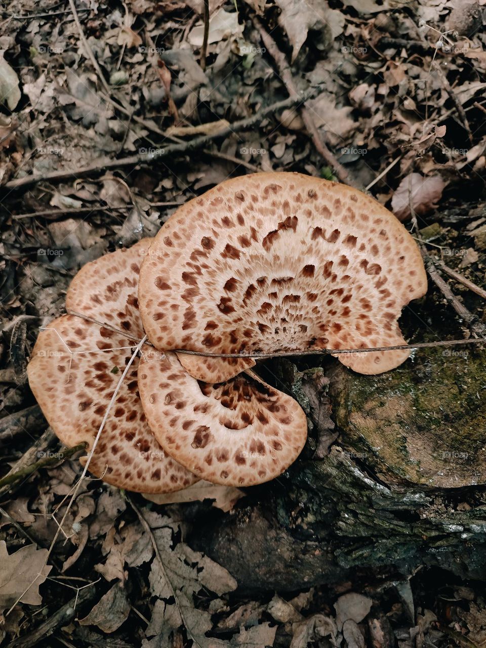 Wild mushrooms on the tree l Dryad’s saddle, Pheasant’s back mushroom, scaly polypore, Polyporus squamosus, Cerioporus squamosusog
