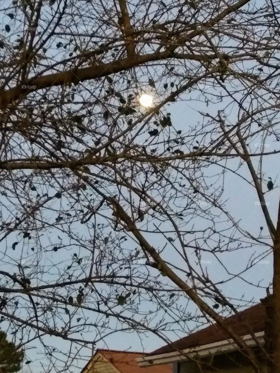 looking through branches