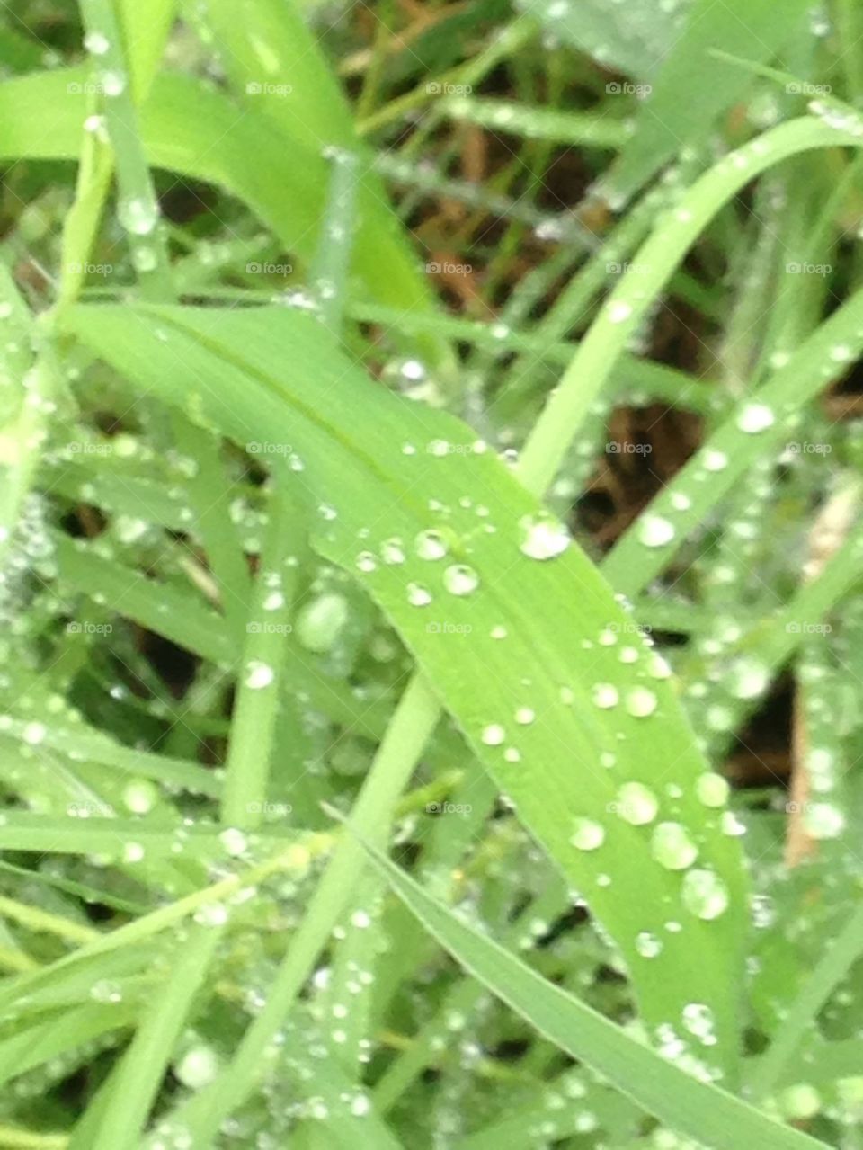 Blades of grass with fallen rain drops on them