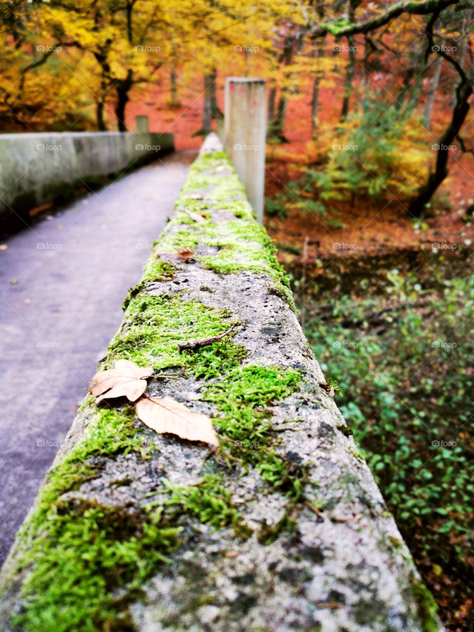 Bridge in the autumn forest