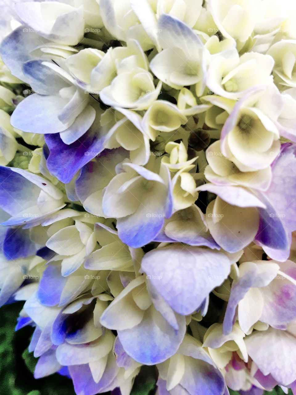 Hydrangea