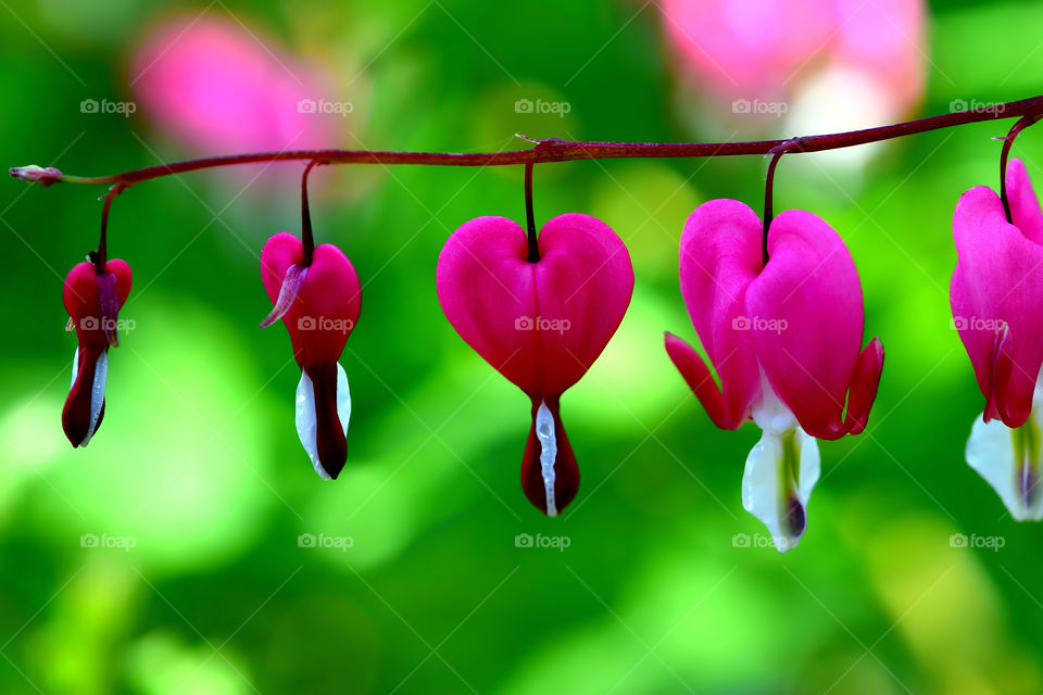 Close up bleeding hearts