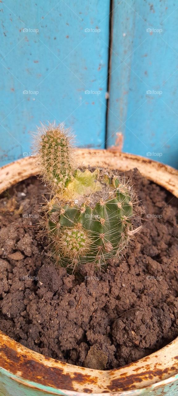 cactus