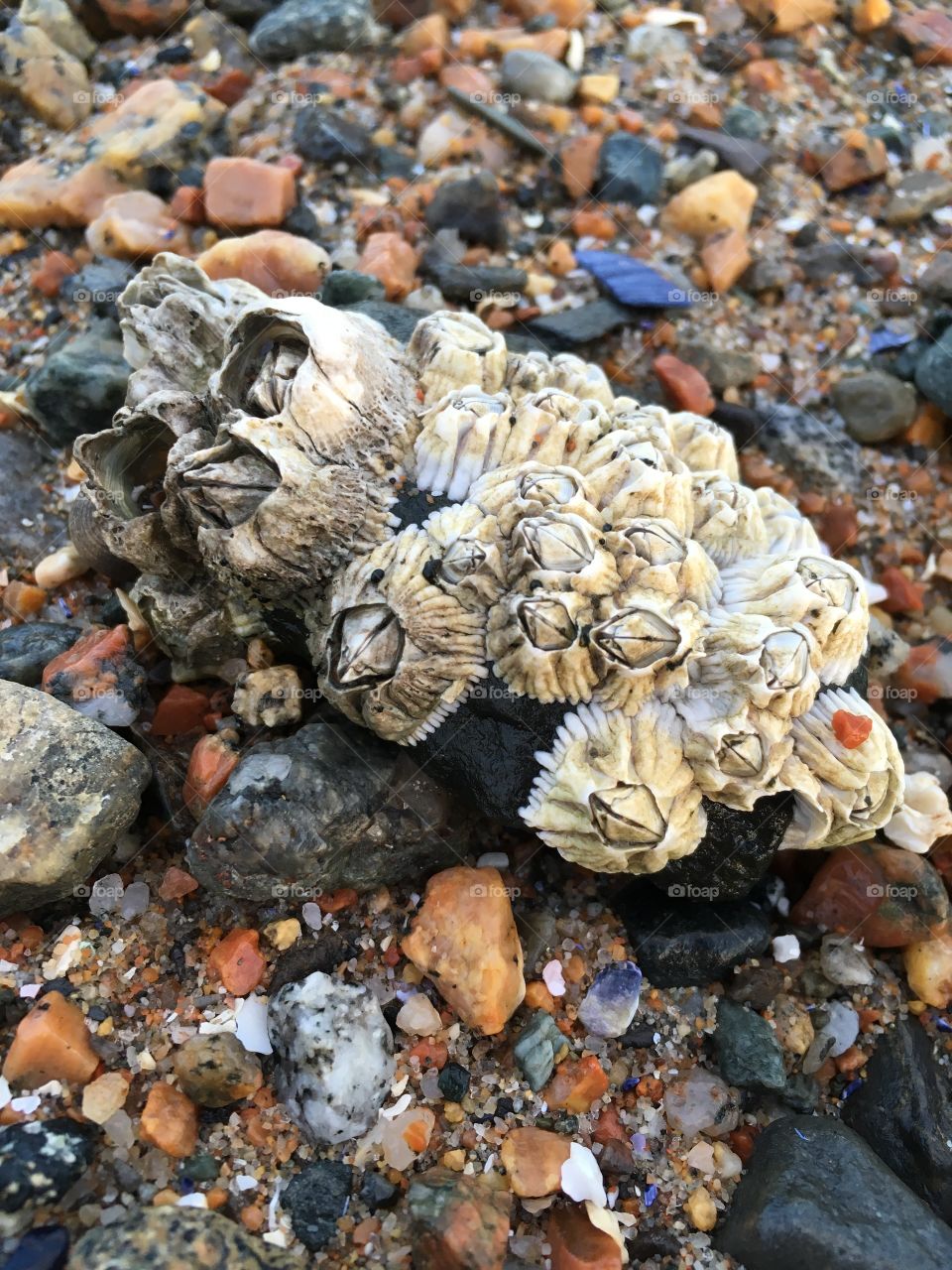 A barnacle encrusted mussel on a bed of colored rocks on a beach on the rugged coast of Maine.