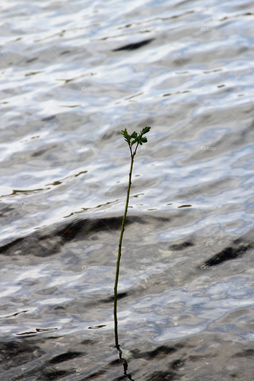 against the odds
  plant under water but budding.