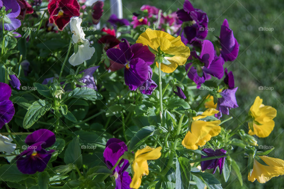 Garden pansies 