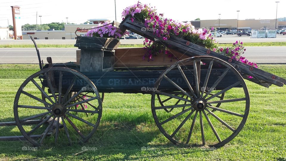 Cart. Flowers