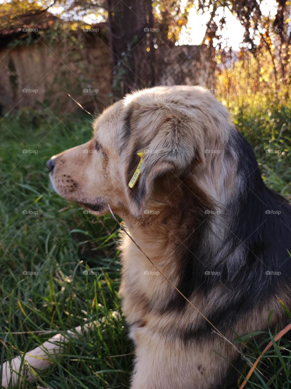 A cute photo of a dog laying in the grass outside in a bulgarian village while looking to the side