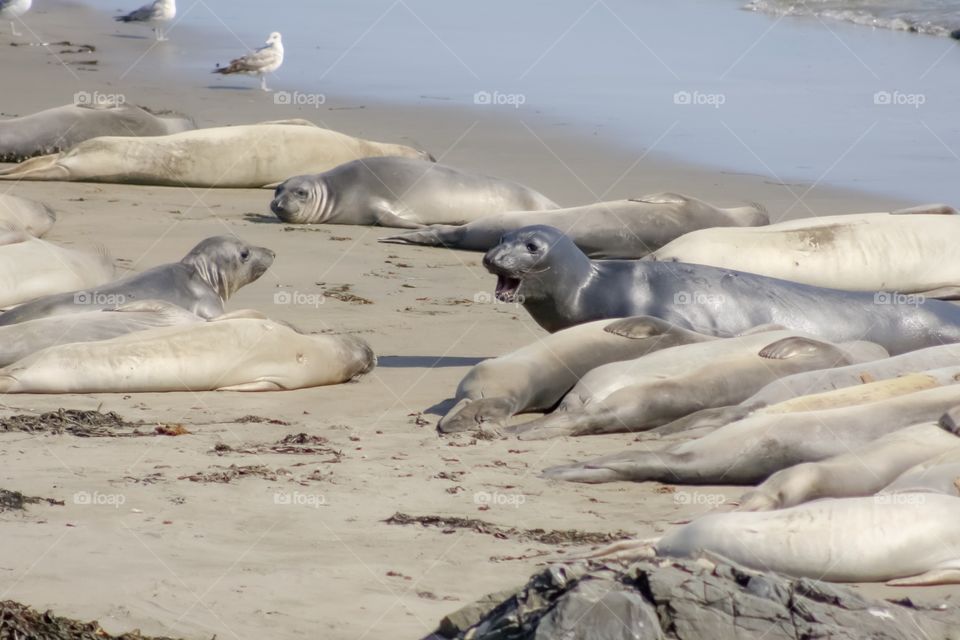 One seal on the beach speaks up, with his mouth open, while others in the group continue to nap. There is some debris on the sand and a few seagulls nearby.