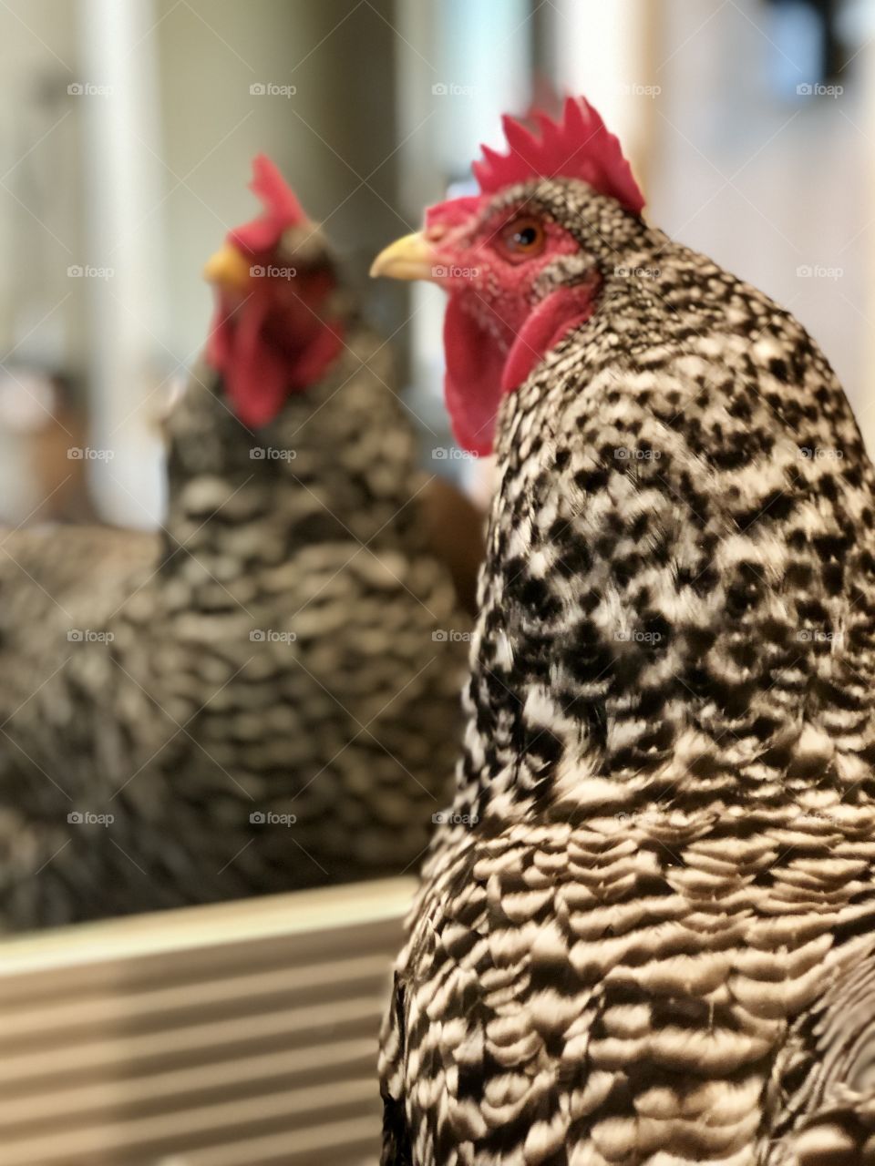 Chicken Reflection