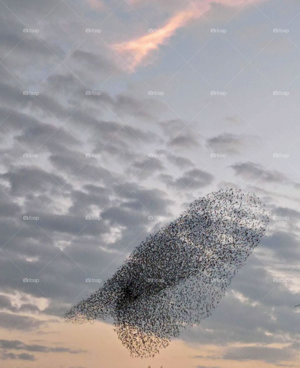 Flock of birds