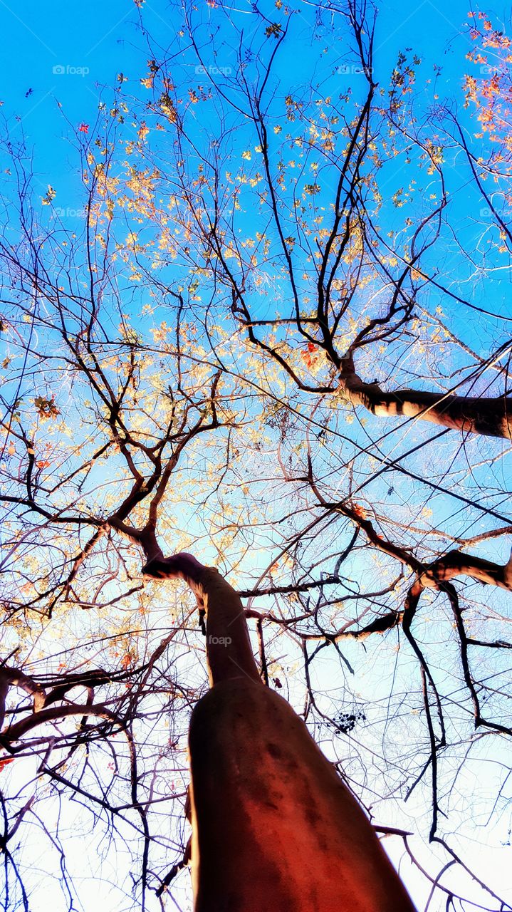 this was a beautiful group of tree branches looking up from the ground creating a unique perspective. I captured this between winter and springtime.