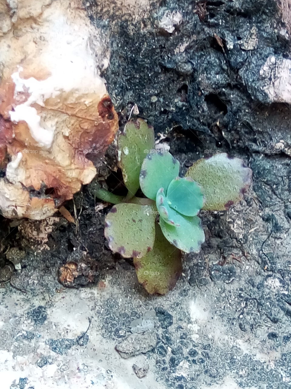 beauty amidst adversity