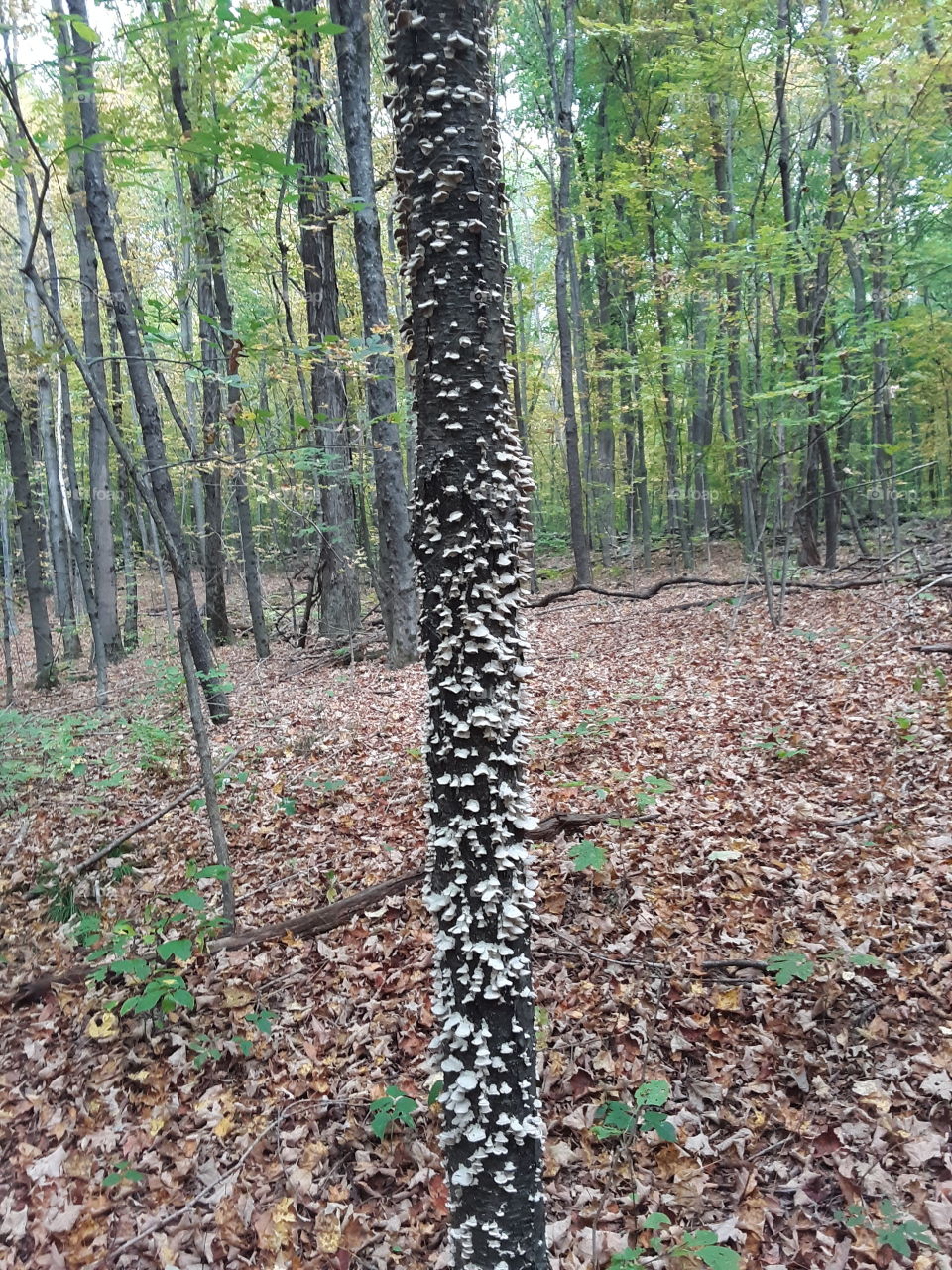 mushroom tree