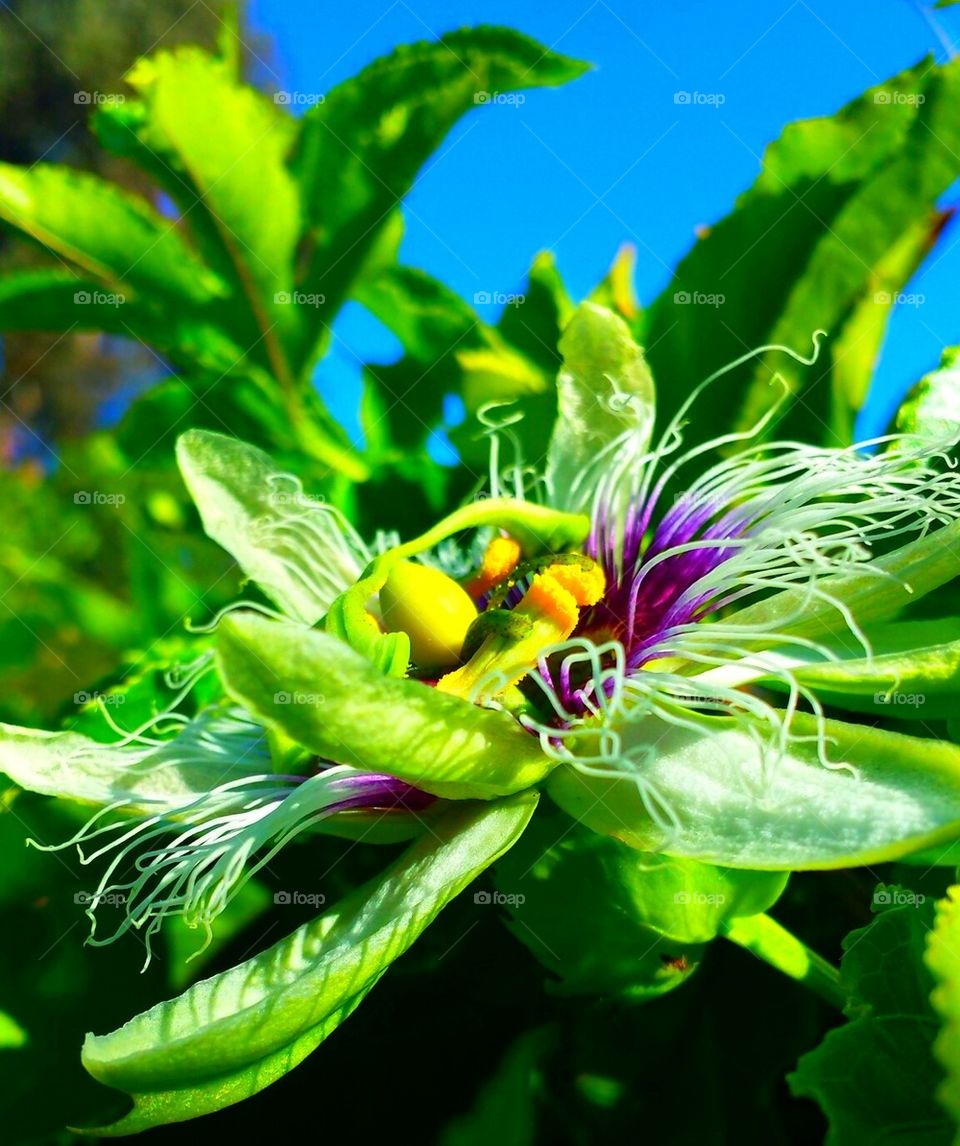 "Passion Flower"