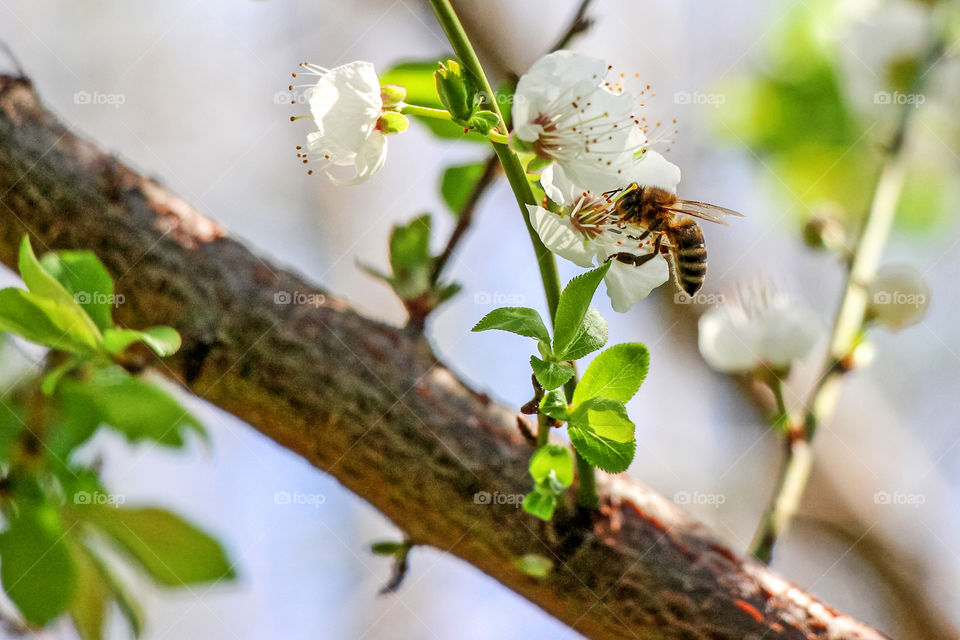 The bee's drinking almond flower juice