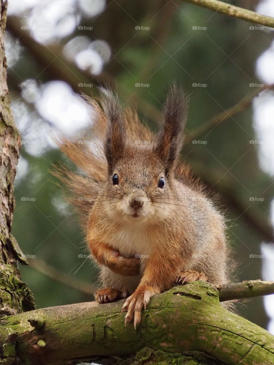 Give me the nut! 🤨