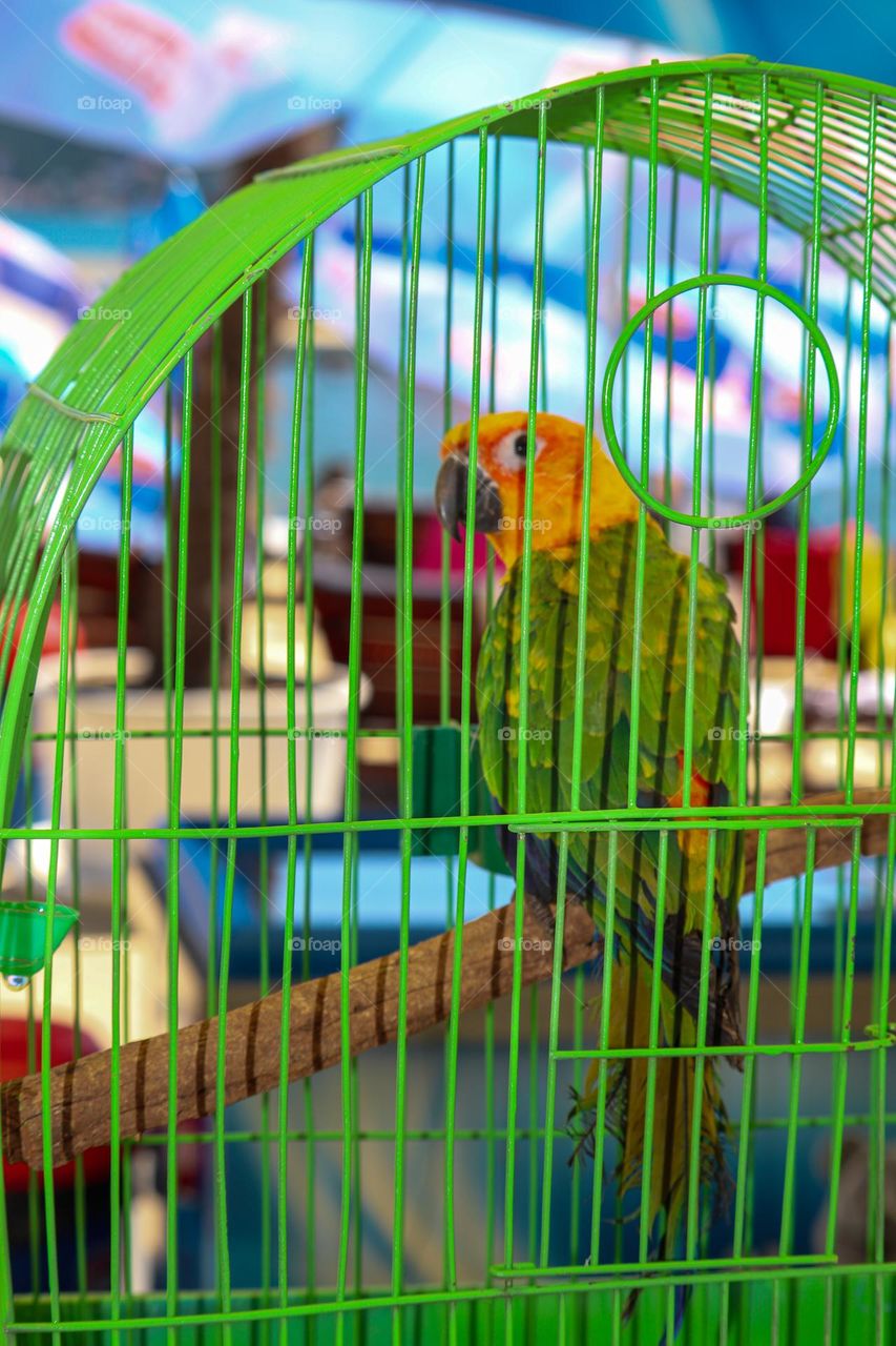 Parrot