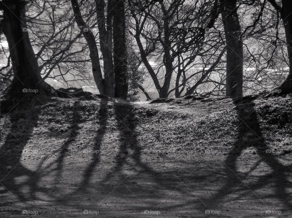 Trees. Trees around Salisbury