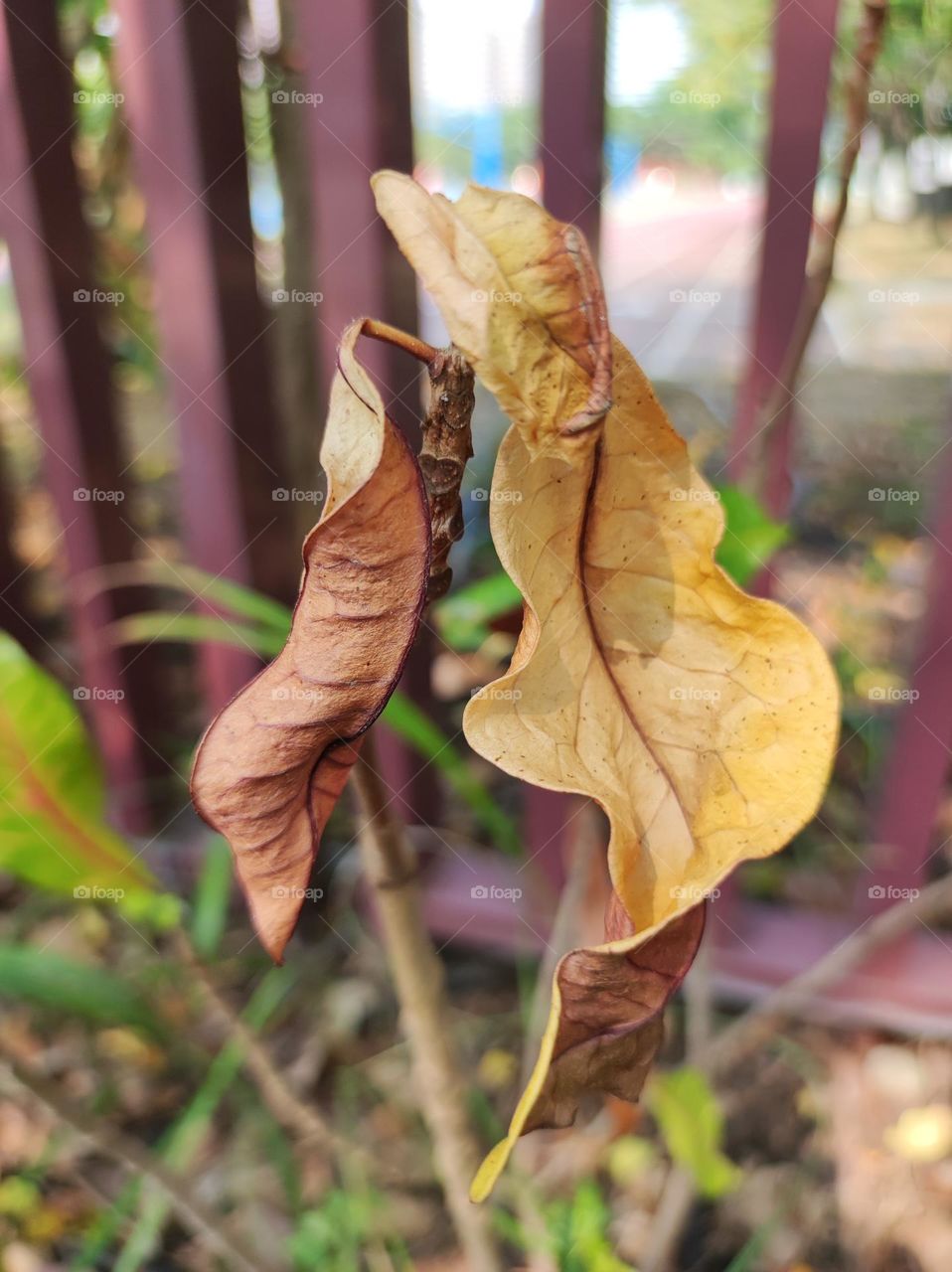 Beauty in the dead leaves