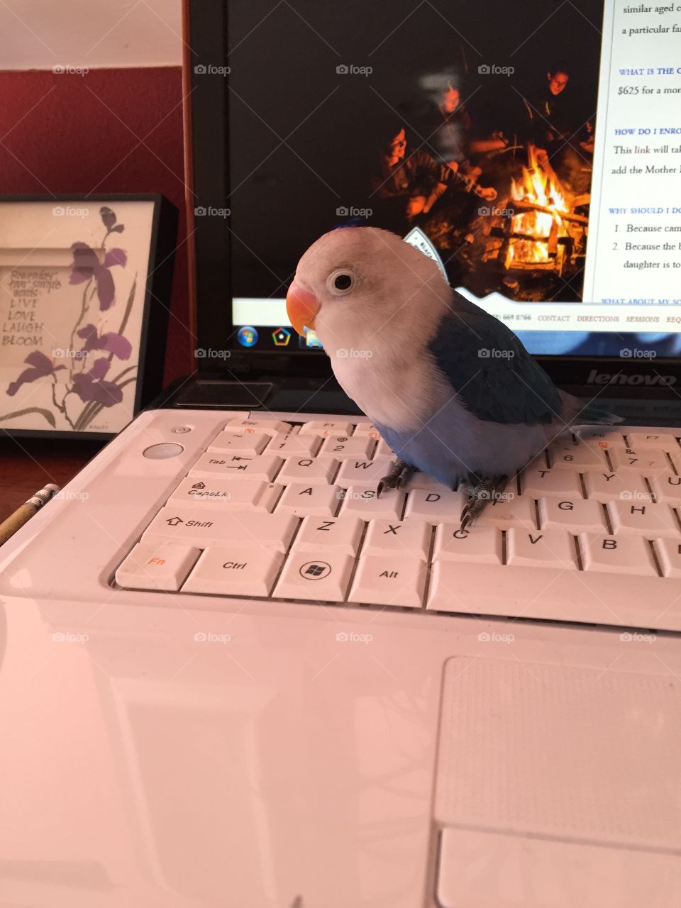 Working lovebird