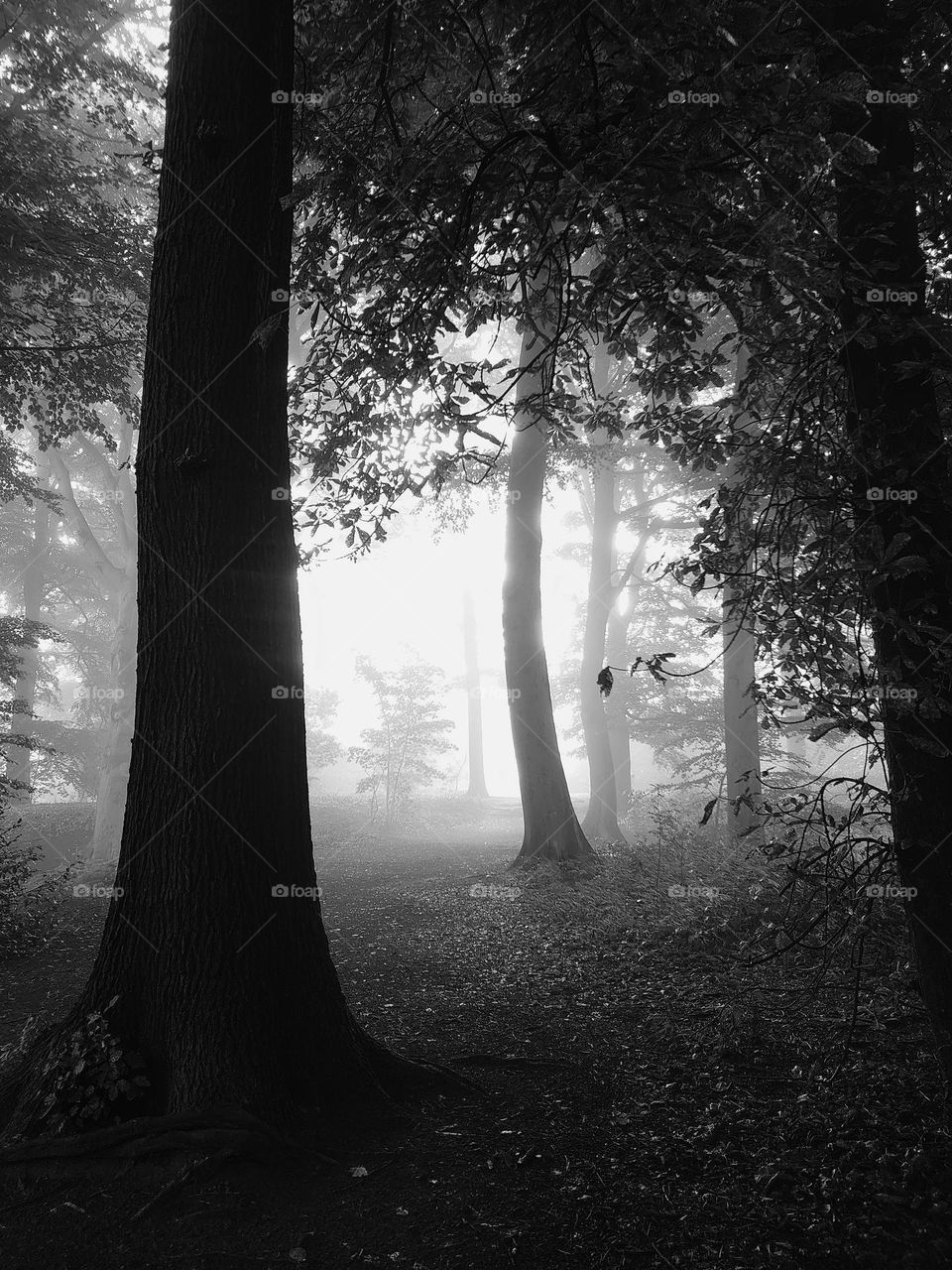 Foggy forrest in black and white