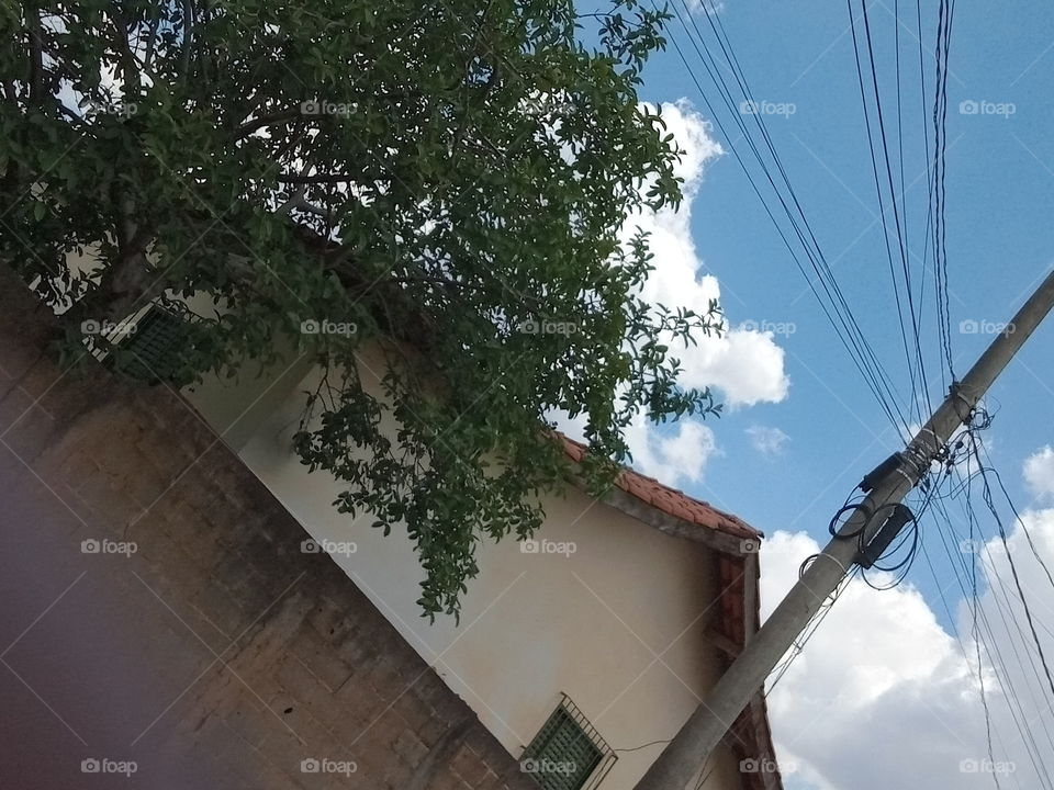 Árvore e o telhado!