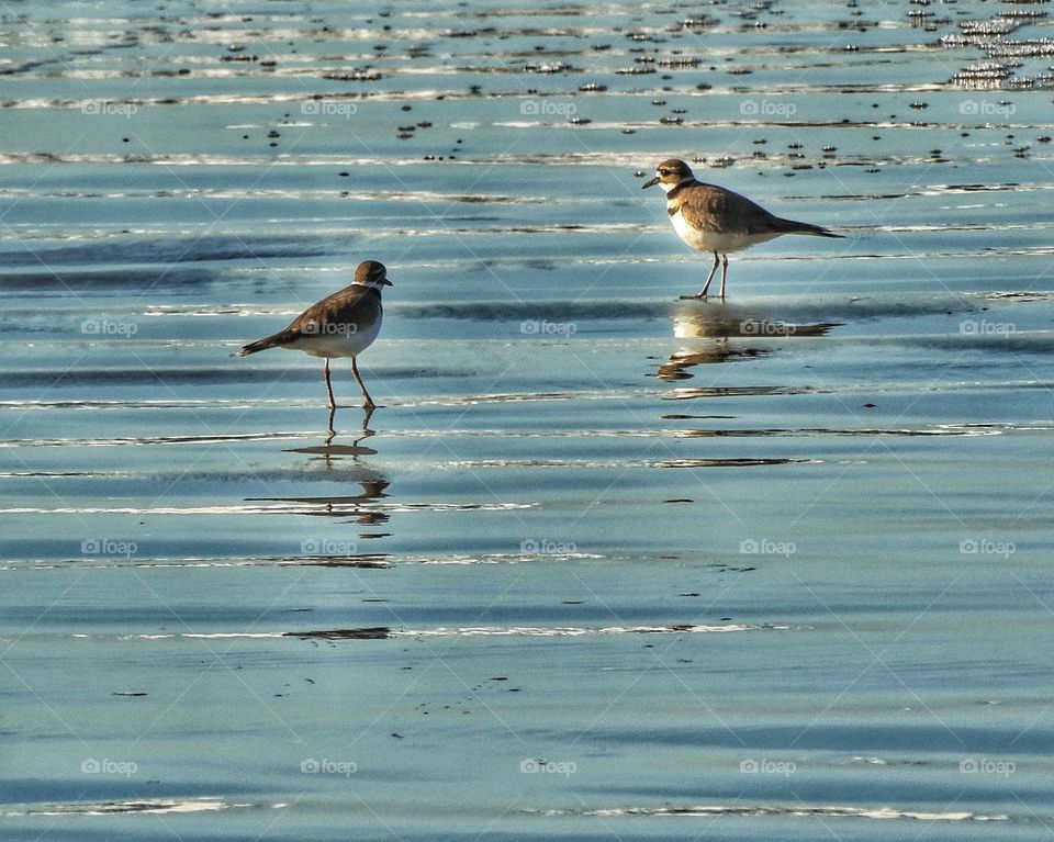 Snowy Plovers