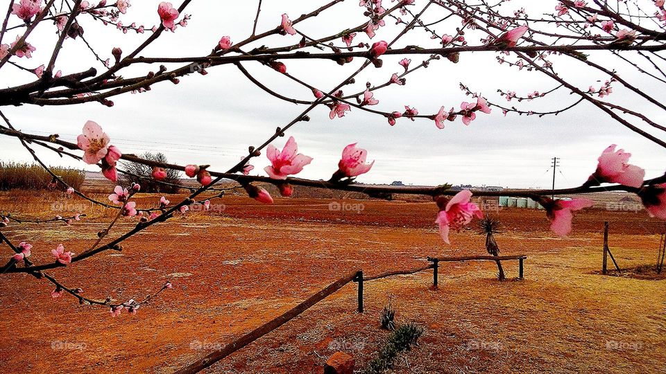 Blossoms and farm background