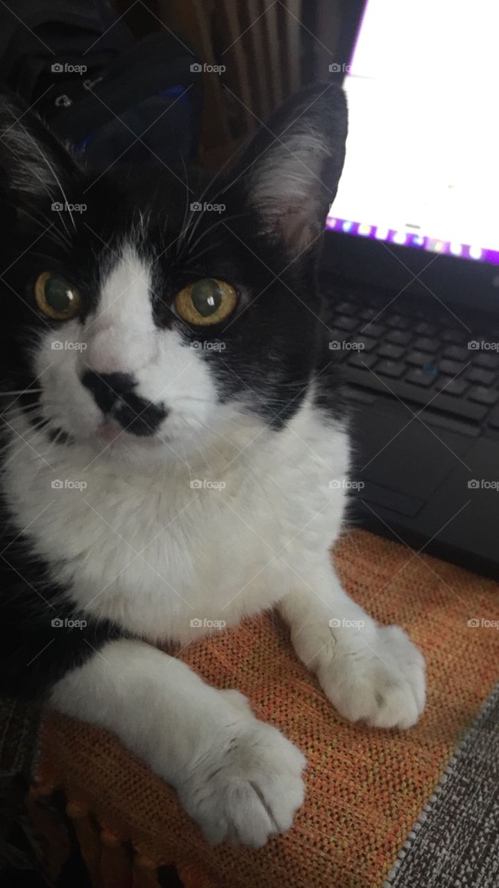 Fatty Cat working at home