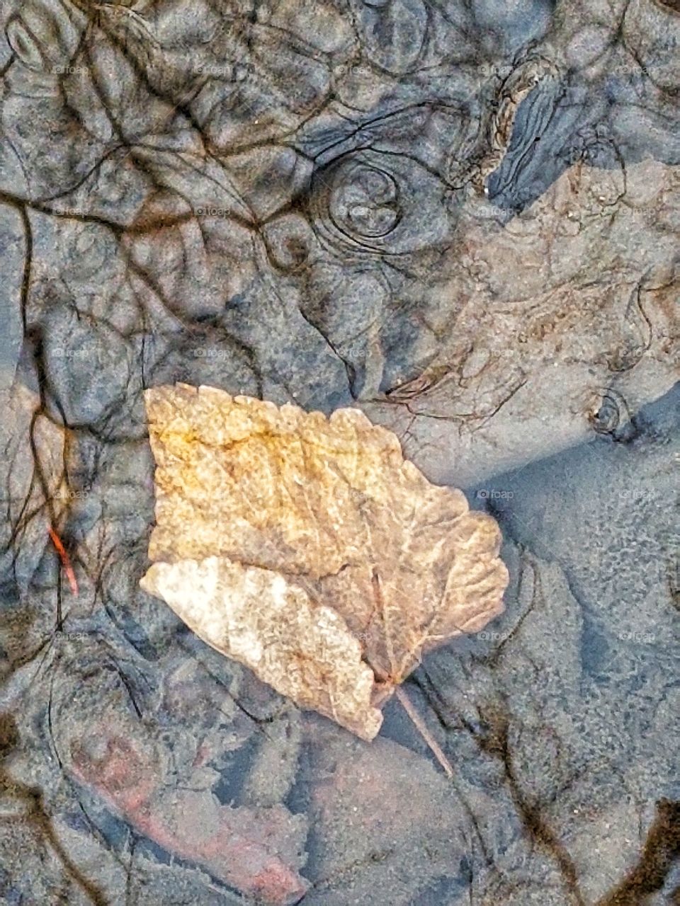 Water Leaf