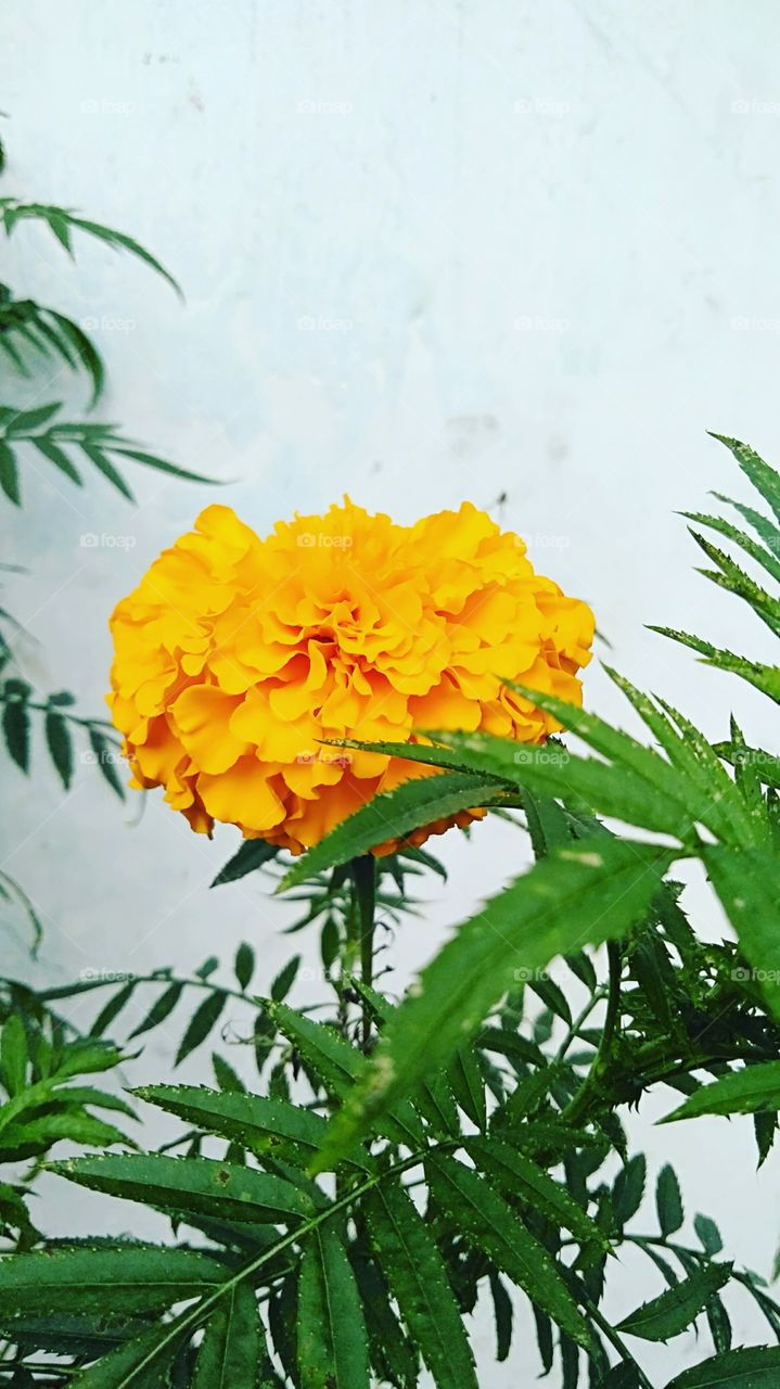 (shaipatri)merygold this flower most use dashian and thihar time. Nepali famous flower....... ever ever ever 
....