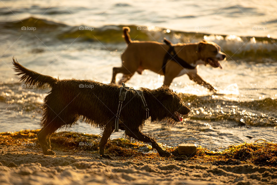 Two happy wet dogs running at the dog beach along the sea during sunset