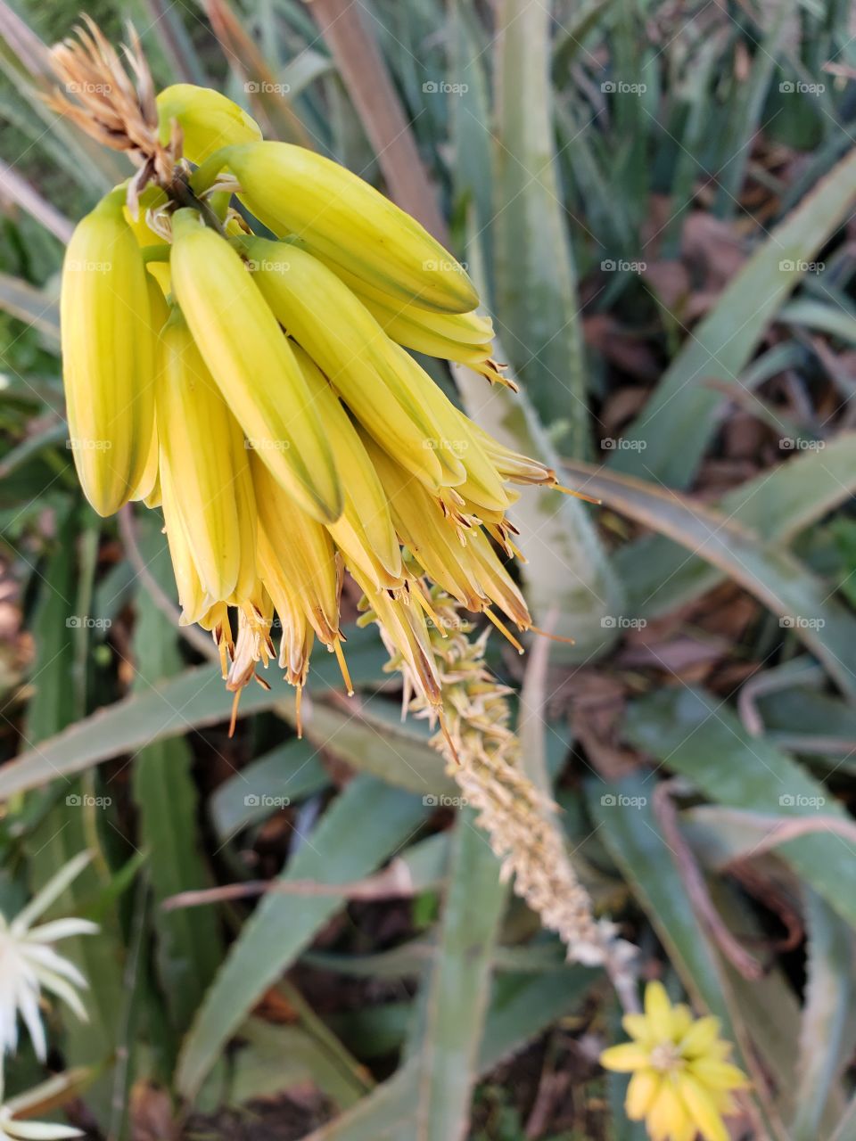 Bright yellow bloom shooting out of this succulent.