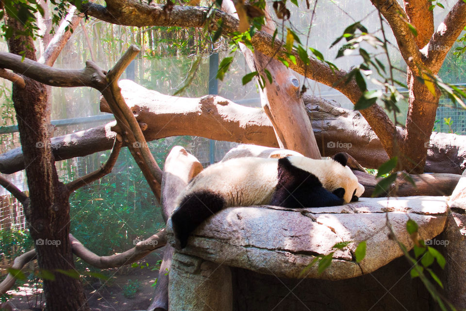 zoo happy fun animal by lorcel