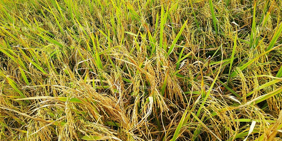 rice fields standing still