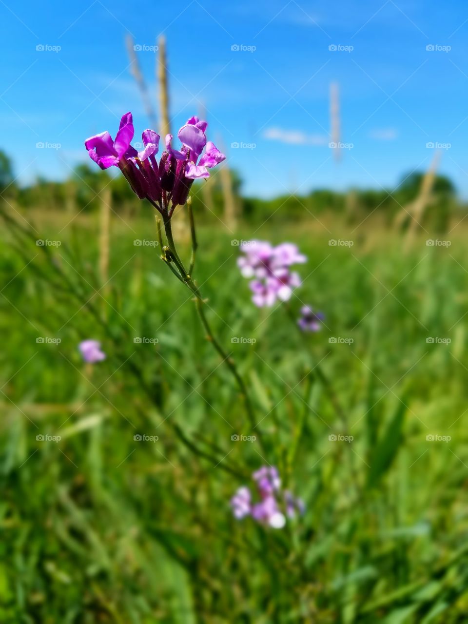 Flower, Nature, Field, Hayfield, Grass