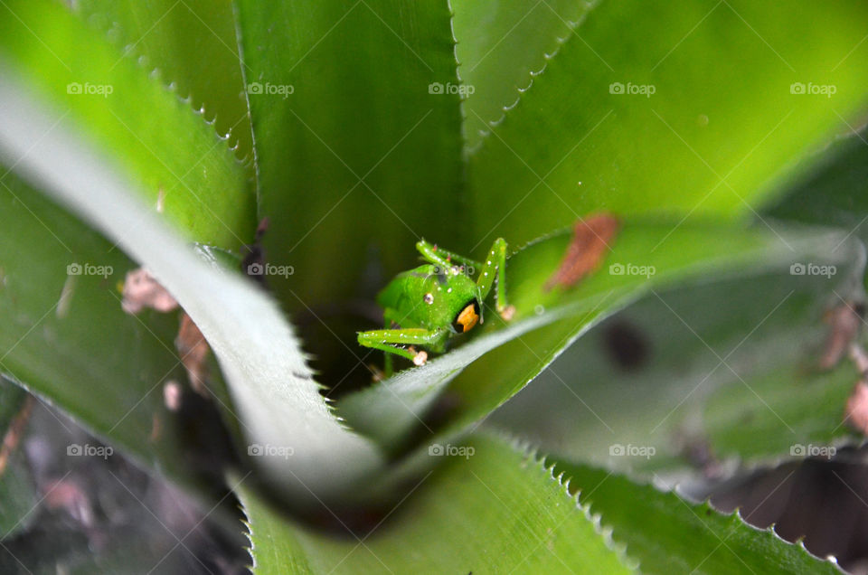 Green grasshoper