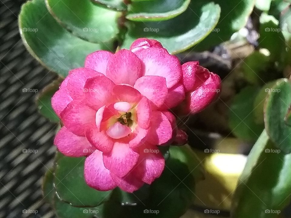 Pink succulent flower.