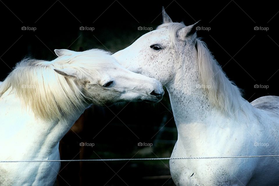 White horses