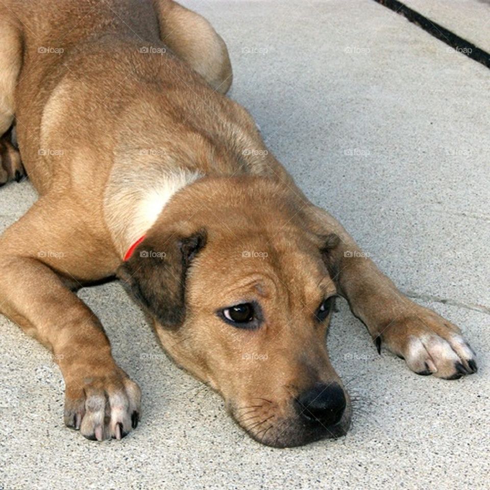 Carla is as cute as a button but would prefer to lay down than walk! Typical lab!