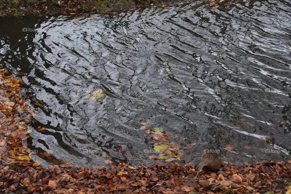 No Person, Nature, Desktop, Fall, Water