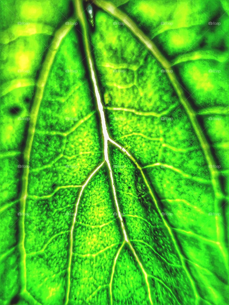 Bottle green color of a fresh leaf capturing chlorophyll and structure