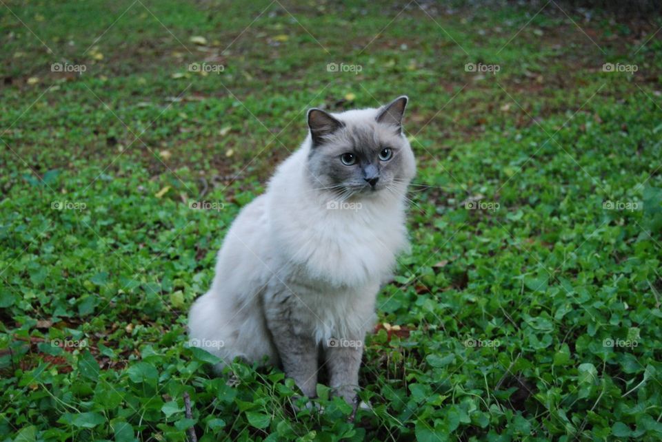 Ragdoll cat in grass