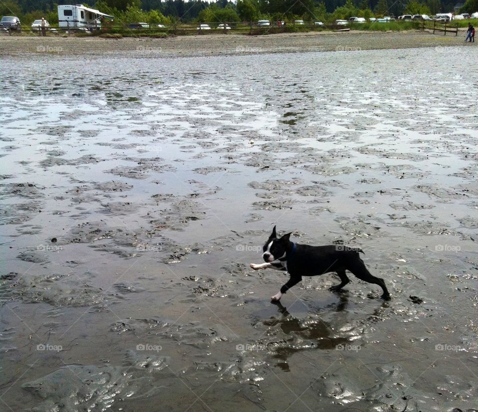 Dog enjoying the mud