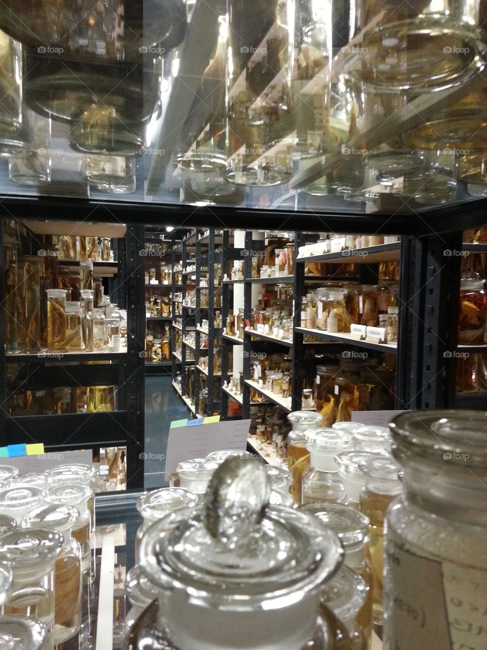 Museum de Narurkunde Berlin