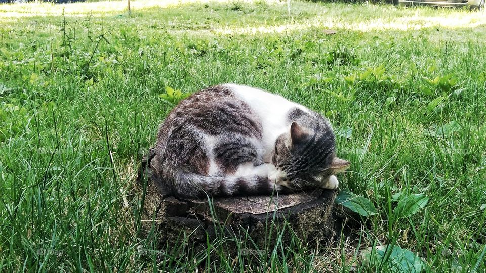 sleeping cat on tree